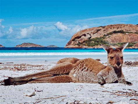 lucky bay kangaroo sanctuary